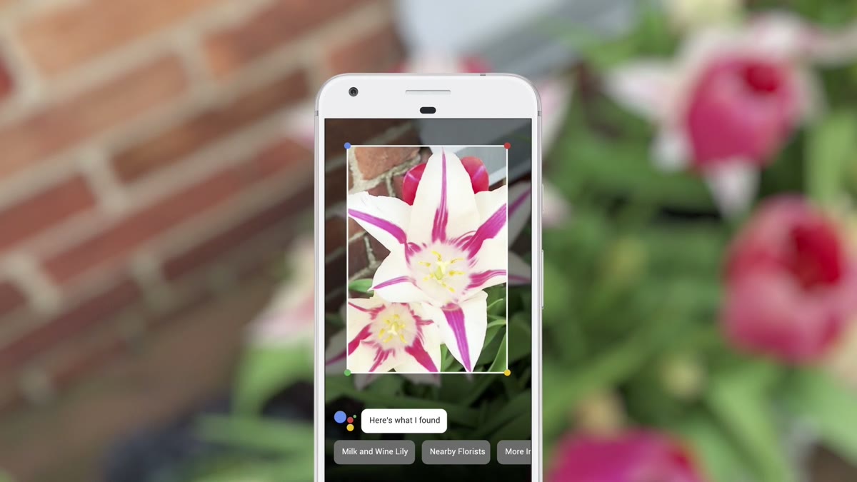 A phone screen showing Google Lens identifying a flower held in front of a brick wall.